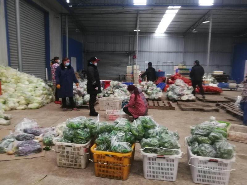 技術支撐 服務先行 武漢多措并舉保障快生菜供應穩定市場