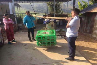 瑞麗市教育局傾情助農(nóng)，暢通農(nóng)副產(chǎn)品銷售渠道，助力脫貧攻堅(jiān)